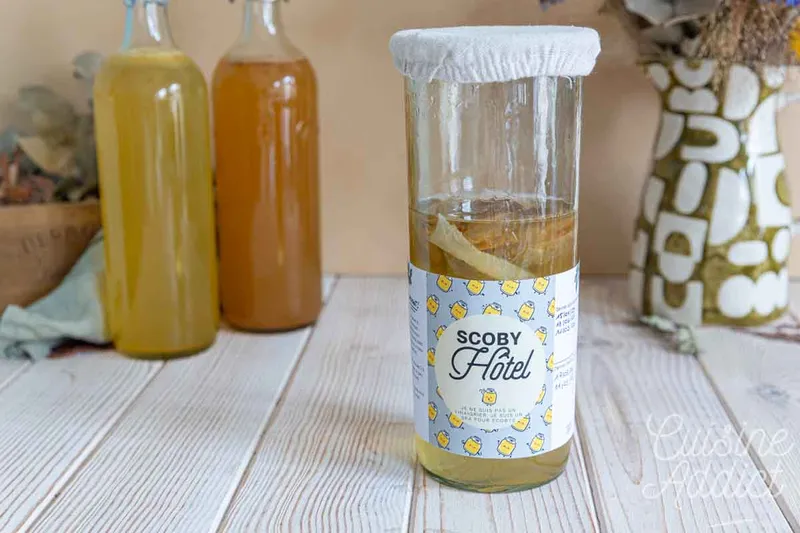 Hôtel à mères de kombucha : comment conserver ses SCOBYs