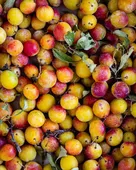 Recettes d’août : mes idées pour profiter des derniers légumes d’été