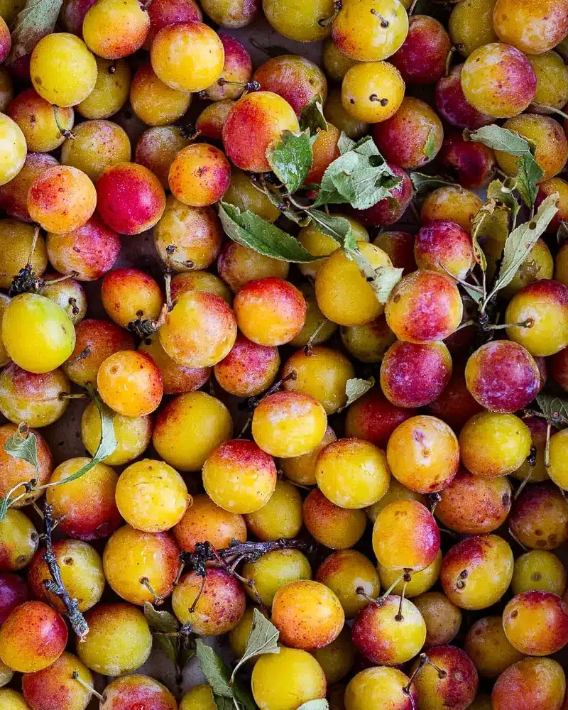 Recettes d’août : mes idées pour profiter des derniers légumes d’été