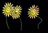 plantes