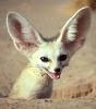 Gaga le Fennec