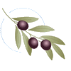 cpafo