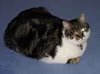 mikolechat