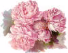 rose078