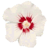 Geucy