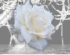 Roseblanche