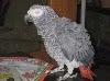 molly2