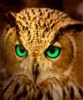Buteo