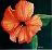 fleur_des_iles