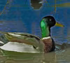 canard2