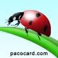 Ptite Cocci