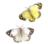 vividu62