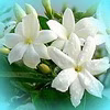 jasmin31
