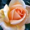 Ninie 32