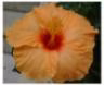 hibiscusjaune