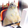 Marmottes7