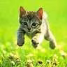 bastet1210