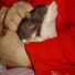 free