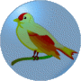 grattachecca
