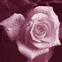 Maelia