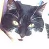 petitmiaou