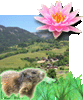 Marmotte90