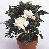 gardenia