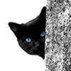Pat'enrond