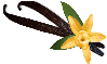 Ti_vanille