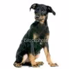 flipette
