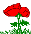 Lola Coquelicot