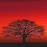 sangha
