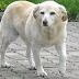 moulino45