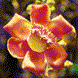 Cannon Ball Flower