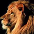 Lionis