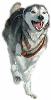 Noatak