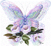 MORPHO
