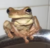 Dodomisinga