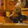 marmotte59