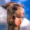 stine
