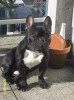 hugo1