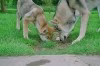 LOUP GRIS