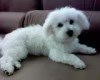 BIXIE