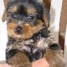 yorki19
