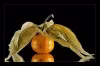 -Physalis-