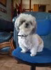 josy32