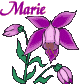 marie17