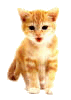 popi123