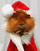 choupinette 28