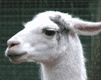 alaman